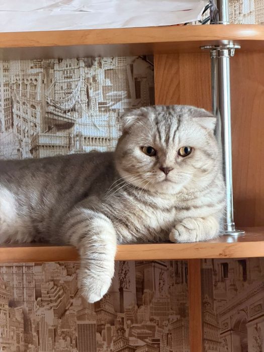 Отдам даром кота