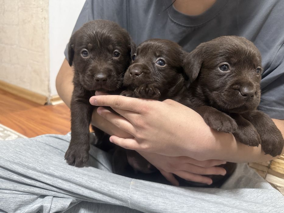 Шоколадные щенки лабрадора