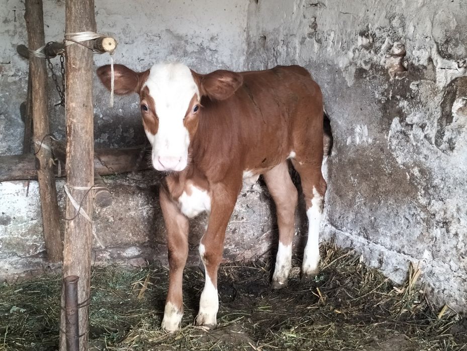 Vând doi vițeluși