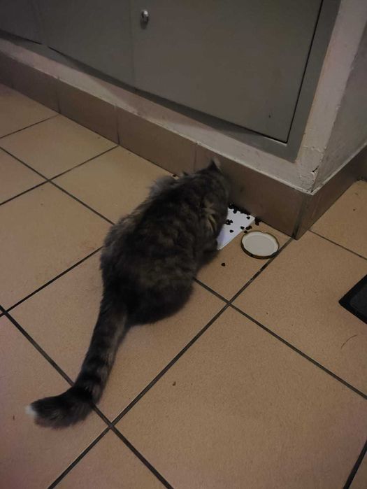 Найдена домашняя кошка