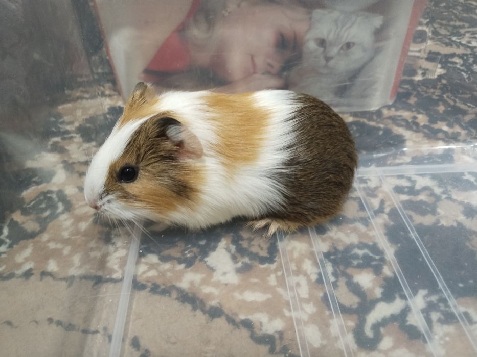 Морские свинки добродушный животные.