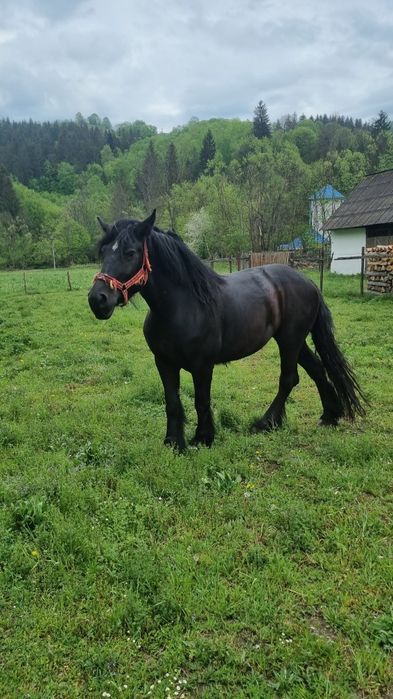 Iapă neagră de vânzare