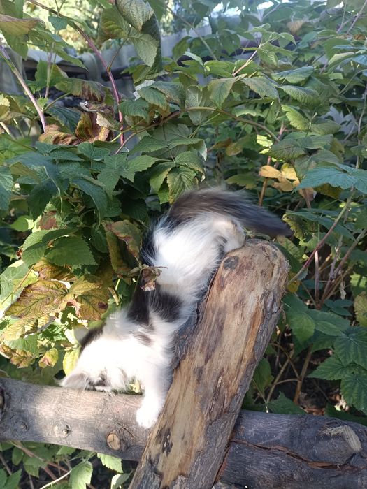 Отдам котика даром