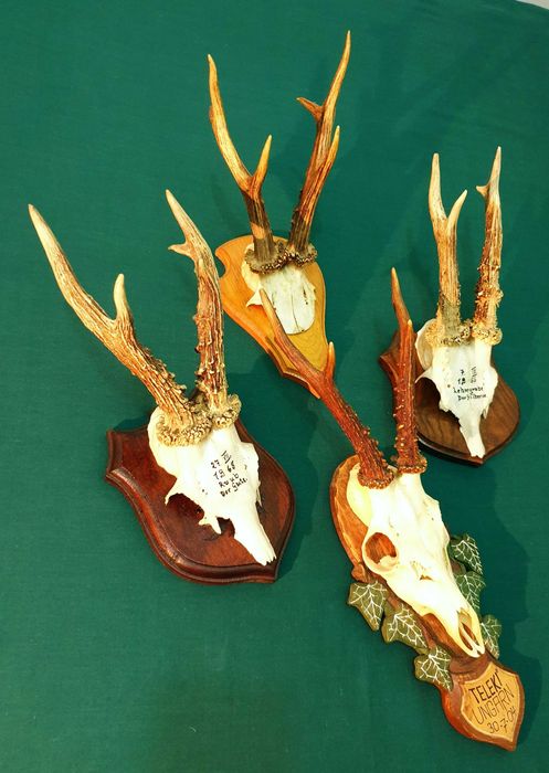 Set de patru panoplii cu trofee de caprior ( cerb,lopatar,mistret )_42