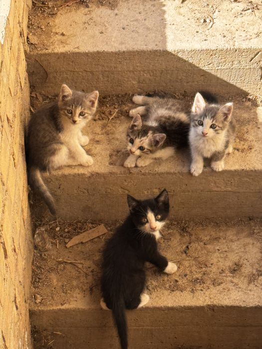 Отдам котят 2х месячных
