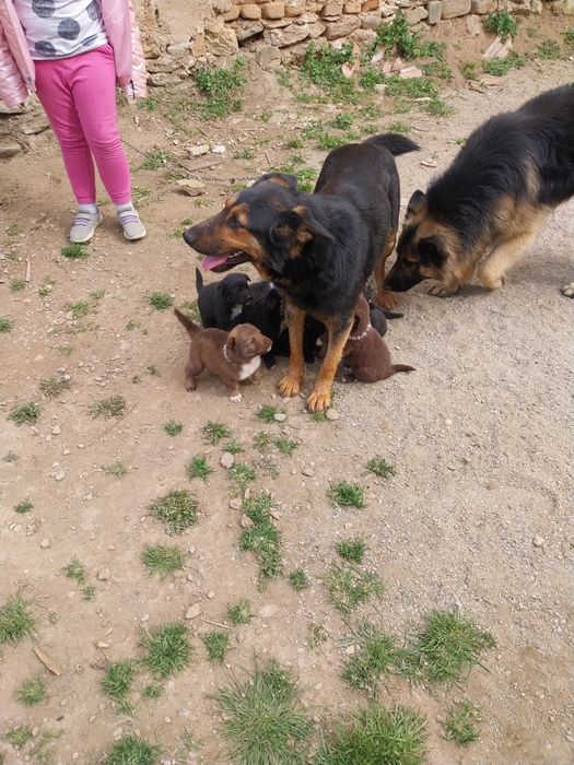 Donez căței 5 săptămâni