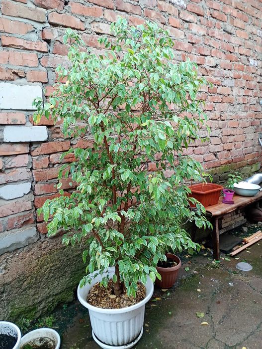 Продам комнатные цветы