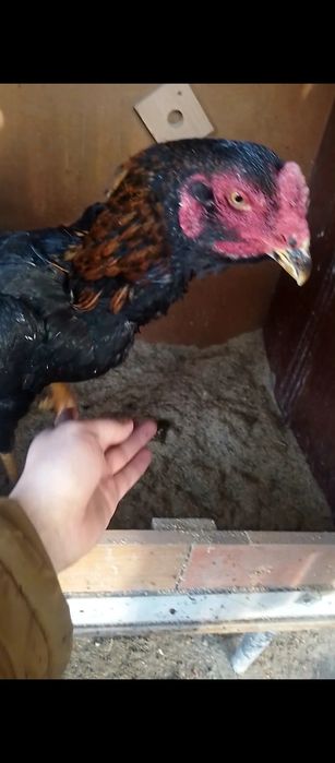 Жожа хороз сотилади