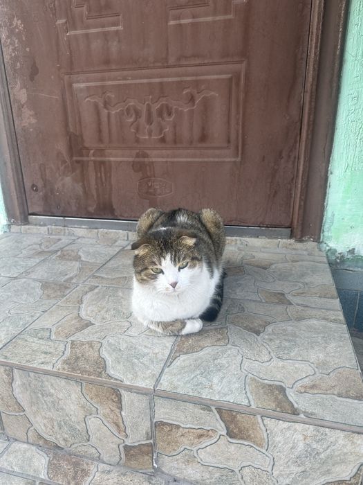 Отдам кота в хорошие и заботливые руки!