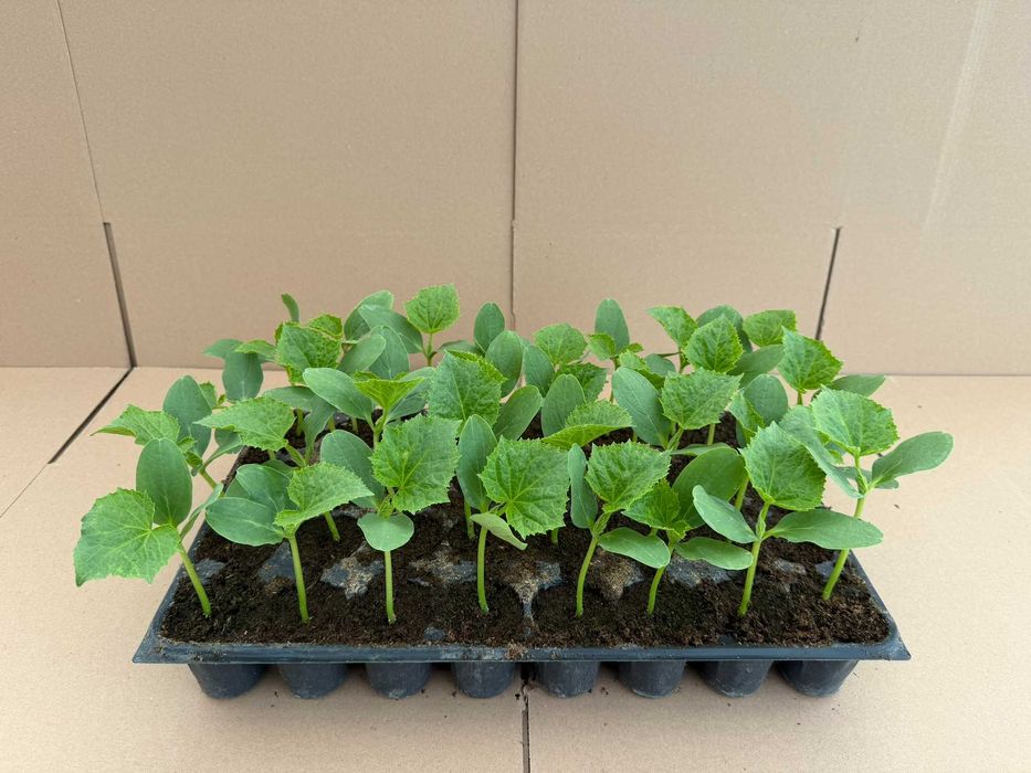 Răsaduri de legume profesionale - Livrare prin curier în toată țara