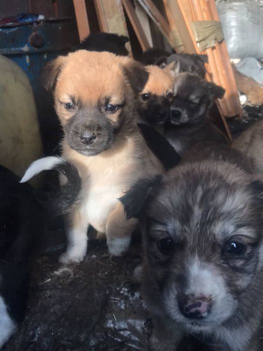 Отдадим щенков в добрые руки