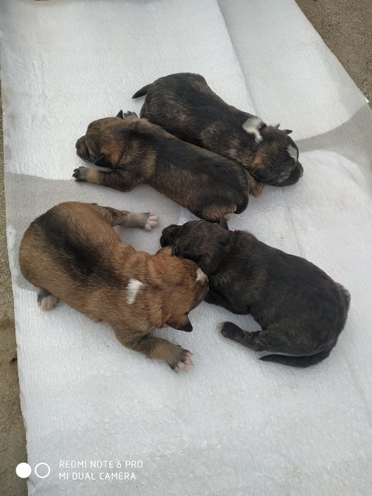 Отдам собачек в хорошие руки