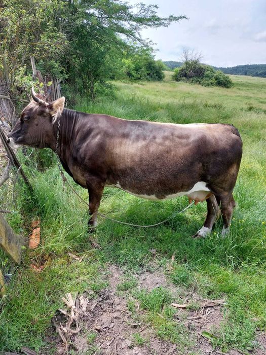 Vaca.   De. Vanzare