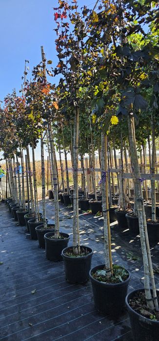acer platanoides 'crimson king ( artar )