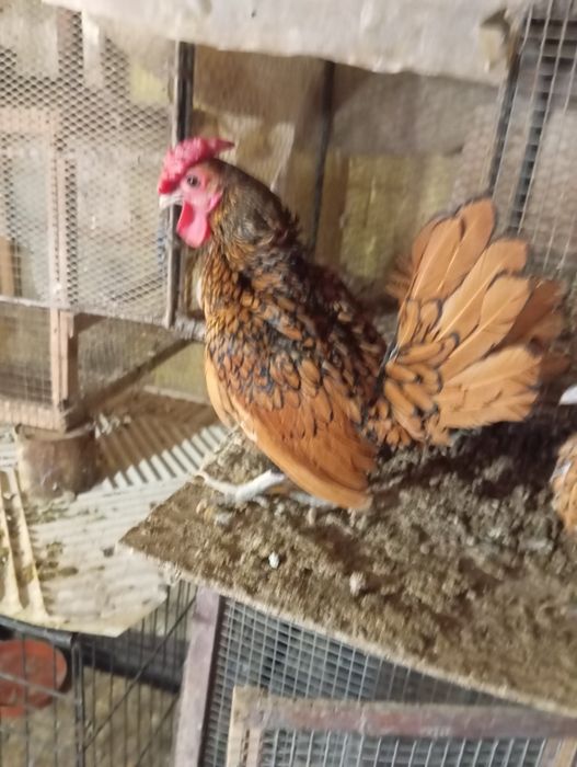 Продавам малки паунчета и кокошета