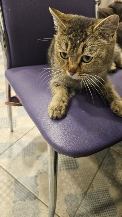 Отдам в добрые руки