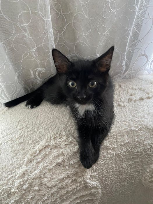 Котята срочно ищут дом