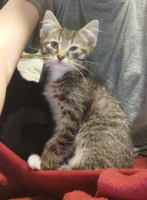 Отдам котенка, мальчик