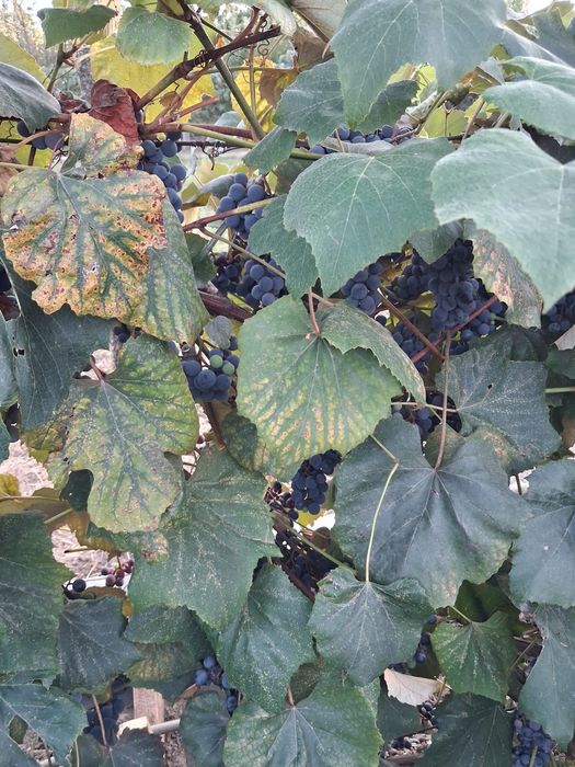 Vând struguri de casă la 2,5 lei( se culeg de cumpărător)