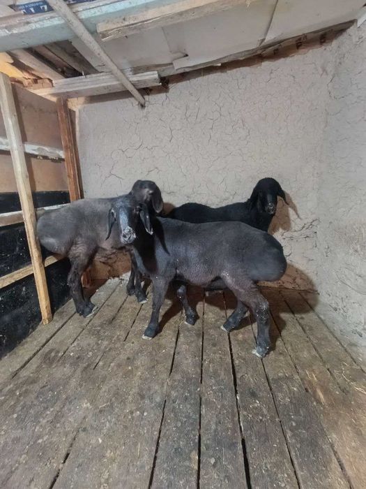 qo'chqor qo'y кучкор  bor