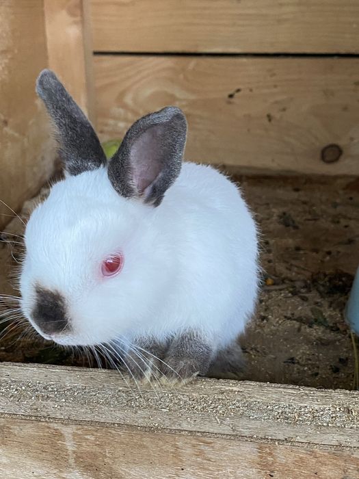 Vand pui de iepure rex pitic mascul cu varsta de 7 luni