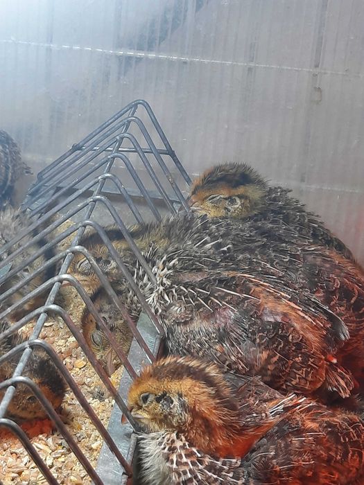 Puișori de prepeliță 2 săptămâni