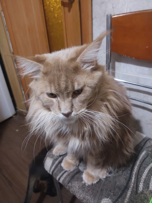 Брутальный кот Мейн-Кун