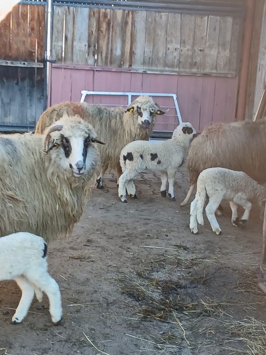 De vînzare oi cu miei