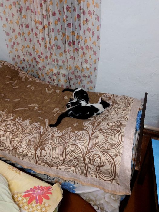 Отдам кошек 3 месячных