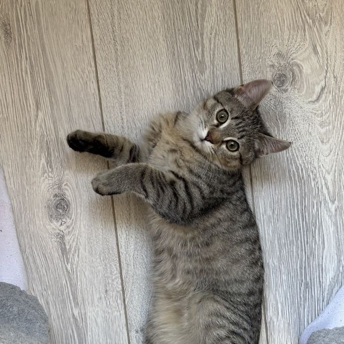 отдам кота в добрые руки