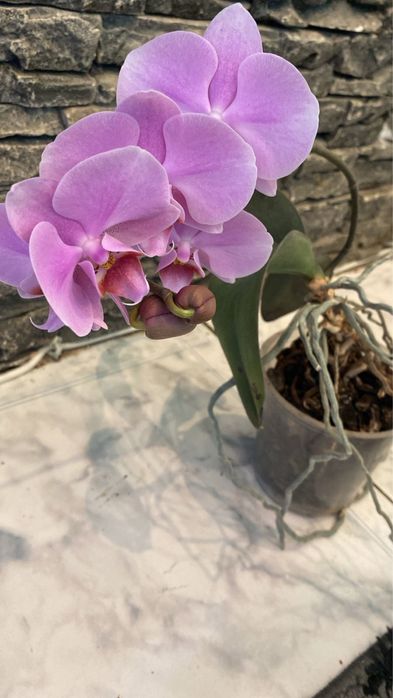 Орхидея в горшке домашняя