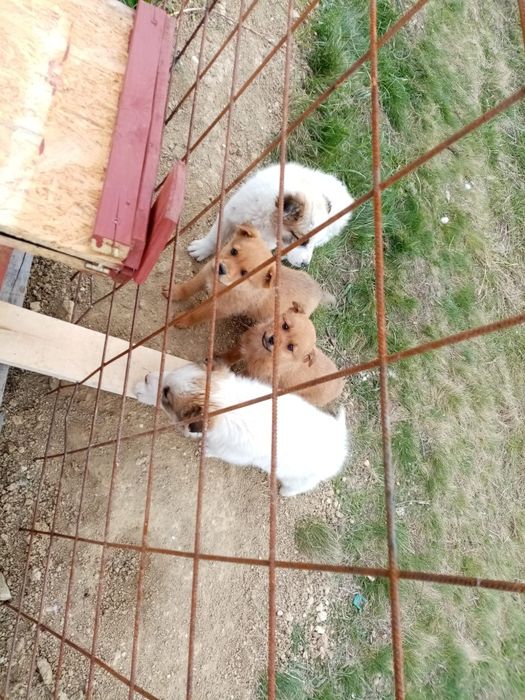 Donez acesti 2 caini maronii