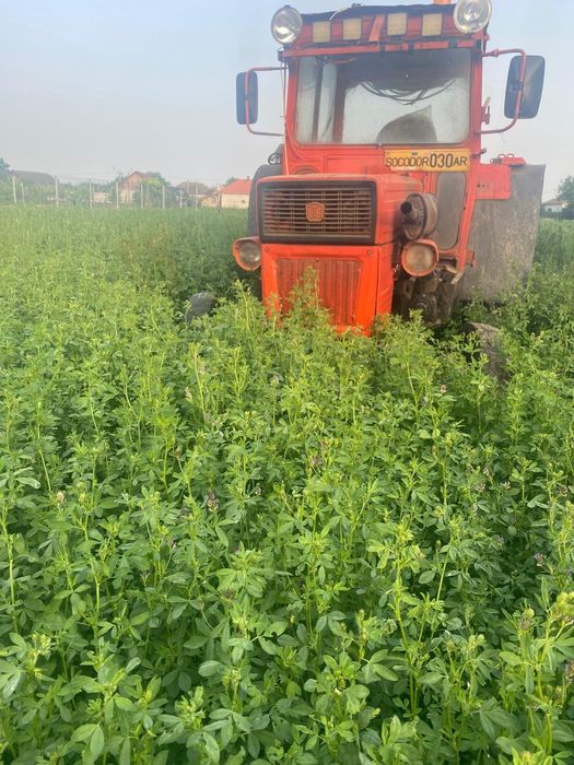 Vand lucerna de talie mare in Arad 15 lei/kg