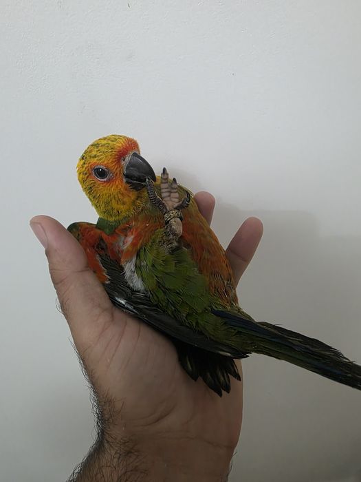 femela micul alex blanda si mascul aratinga jandaya crescuti la seringa