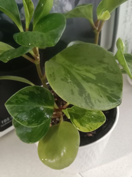 Пеперомия вариегатная продам