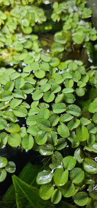 Weeping / Riccia / Salvinia / Muschi acvariu si plante suprafata