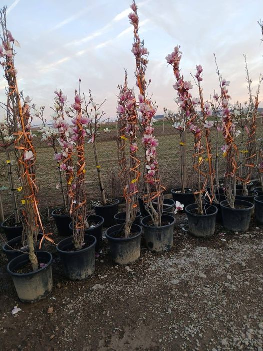 Palmier tuia magnolia catalpa mesteacan amenajari gradini