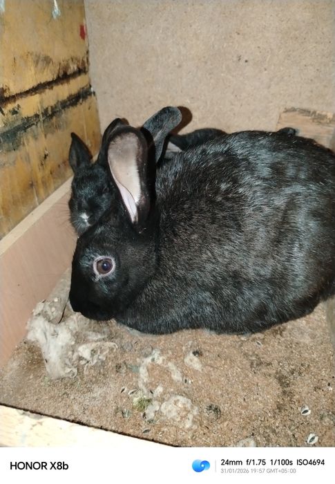 Quyonlar sotiladi onasi va bolalari bilan