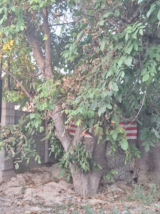 Отдам даром Дерева греческий орех