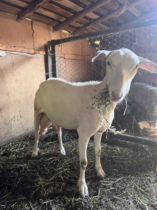 CAPRA ALBA de vanzare