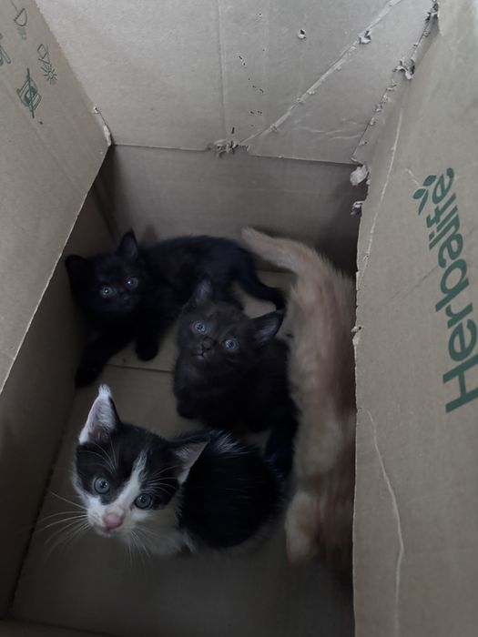 Котята в хорошие руки