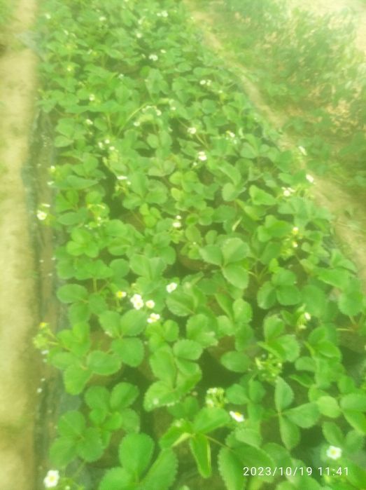 Klubnika Kareyski Solyhang