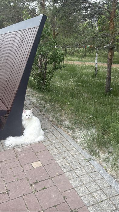 Продам кошку Мейн-кун