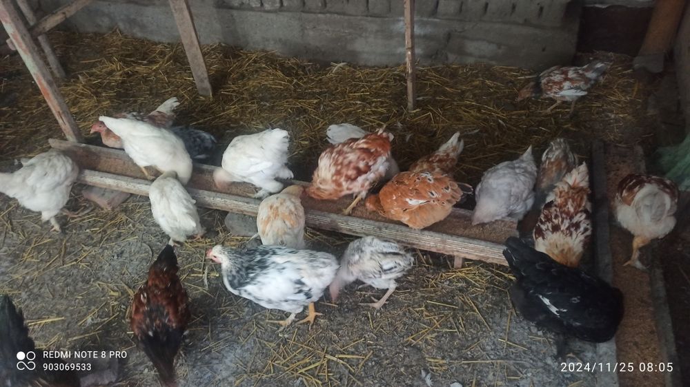 Kürk toviqlar bemalol