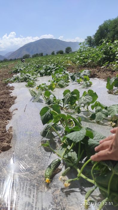 Участок КХ  70 соток