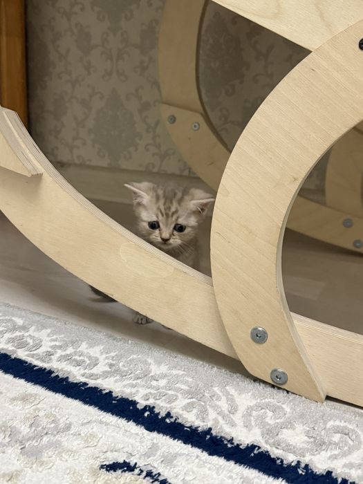 Продам шотландского котенка