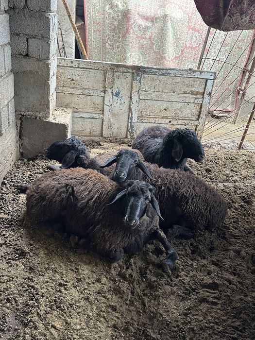 Қошқар Бараны Овцы