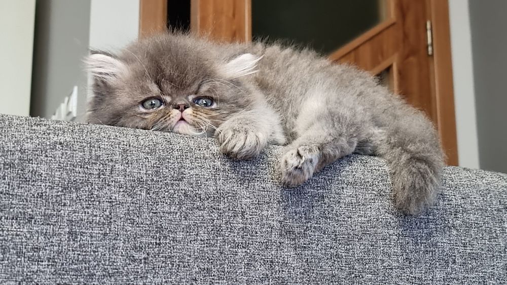 Персийски котета родени на 23.05.26г.