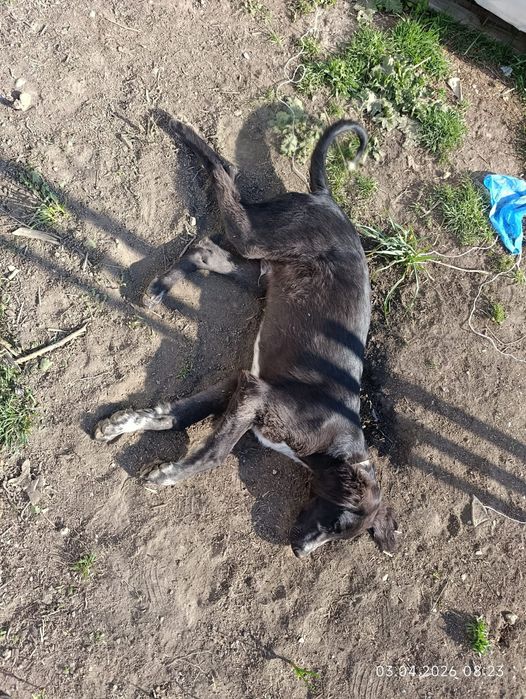 Тазы күшік еркек