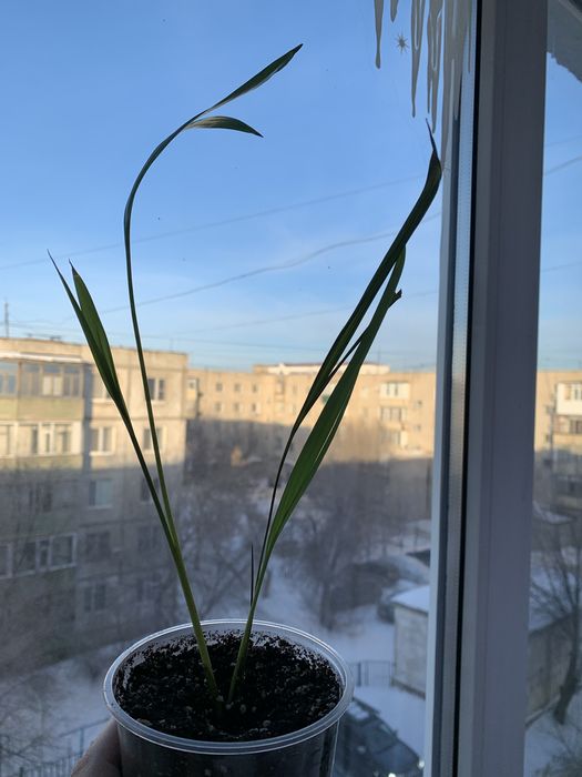 Продам Калатея, Диффенбахия, Сансевиерия, Пальму